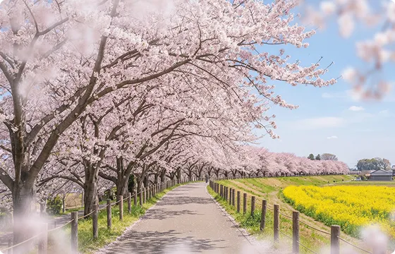 幸手権現堂桜堤